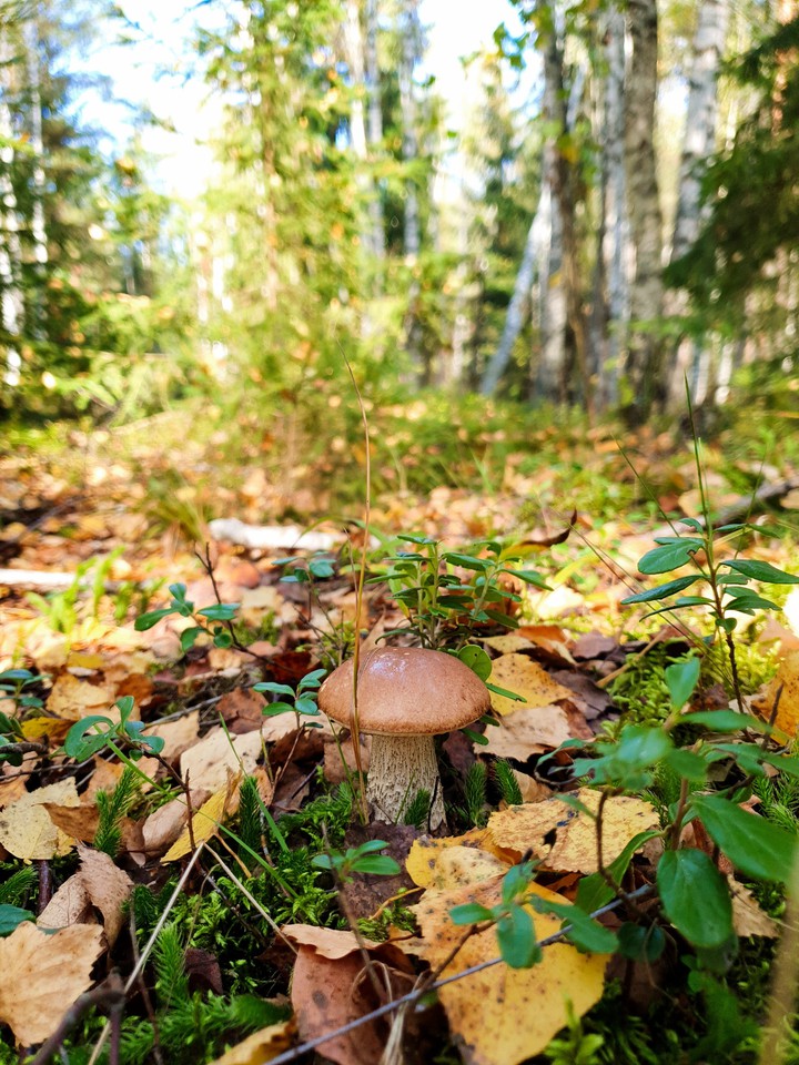 Mushroom