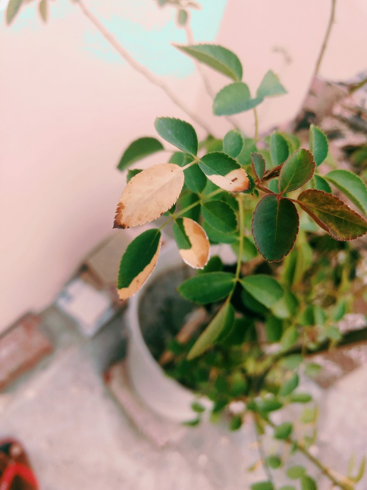 Yellow in Green