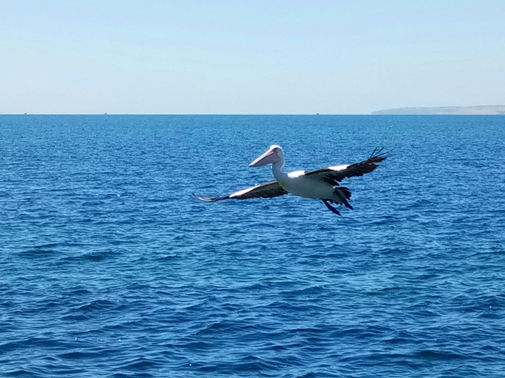pelican
