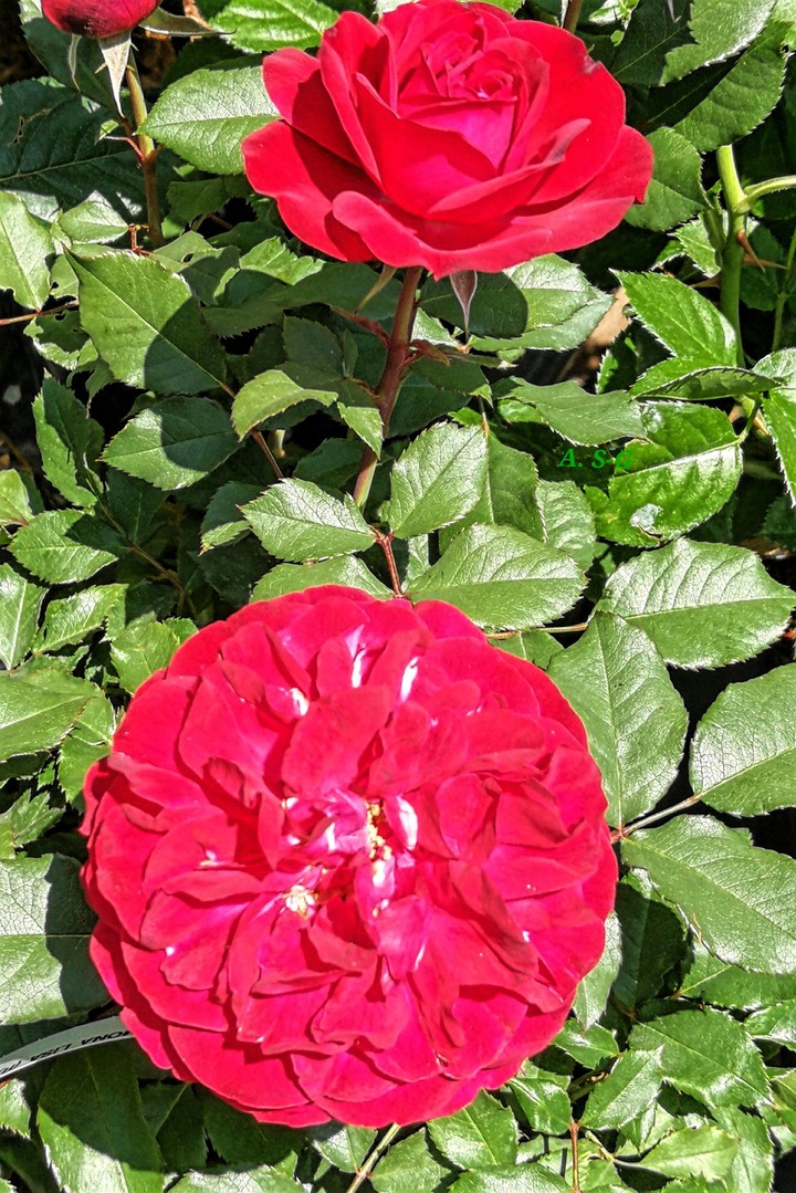 Rosen flower