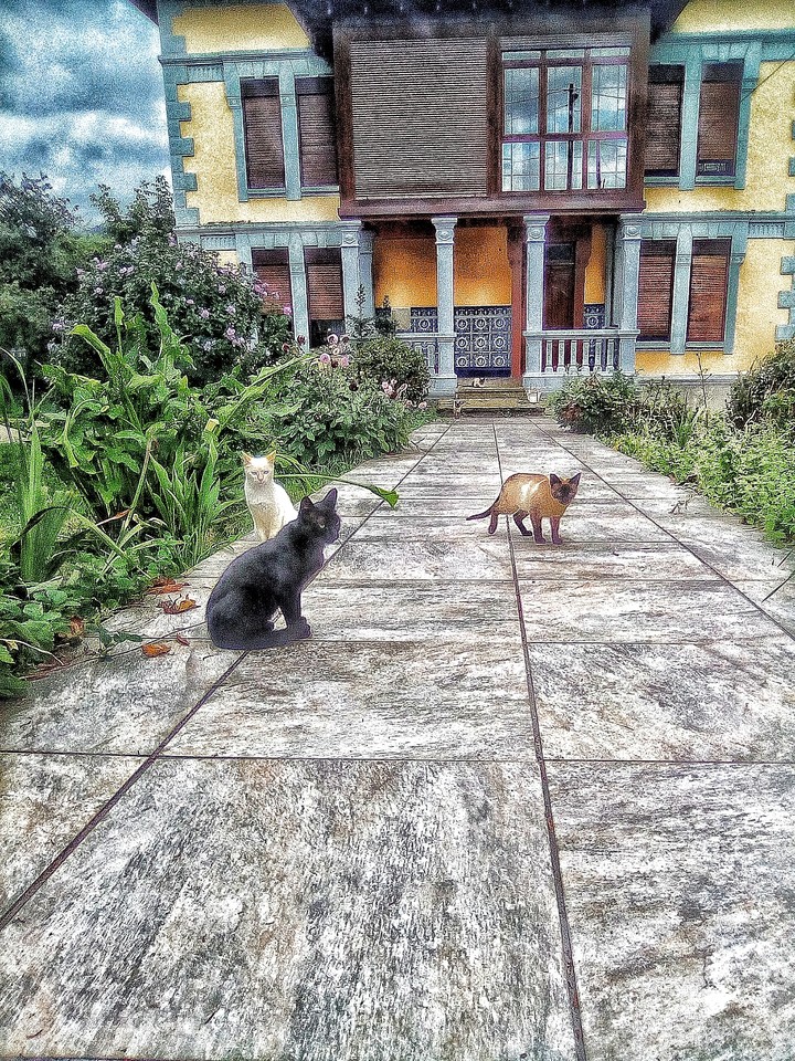 el cuadro de los gatos