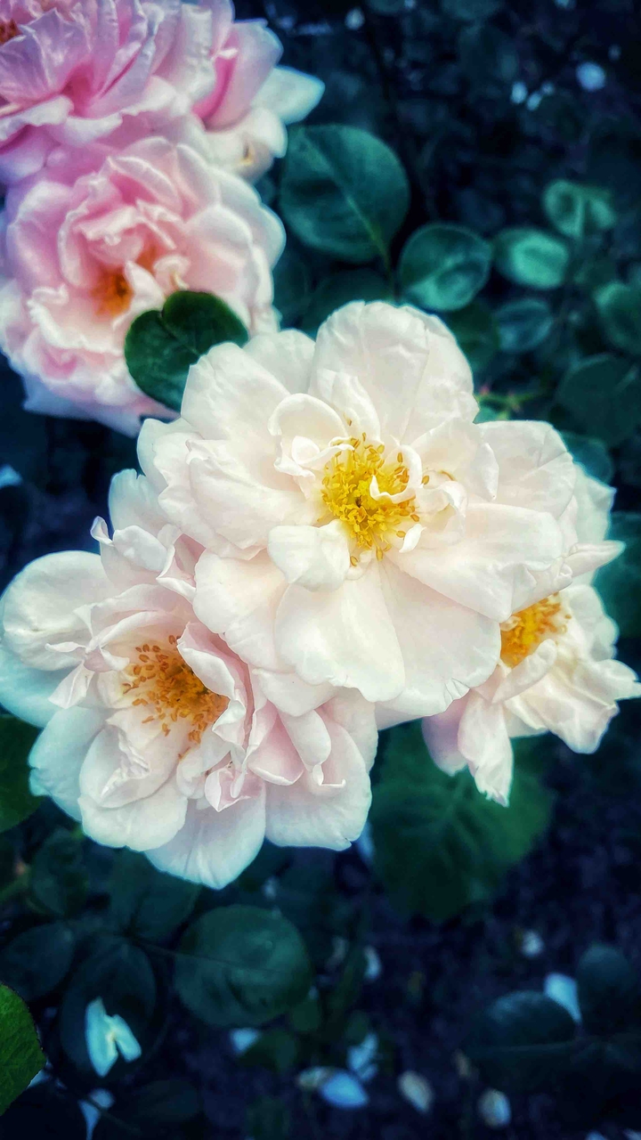 rose