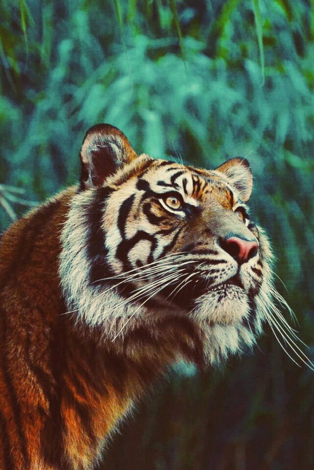 ♥