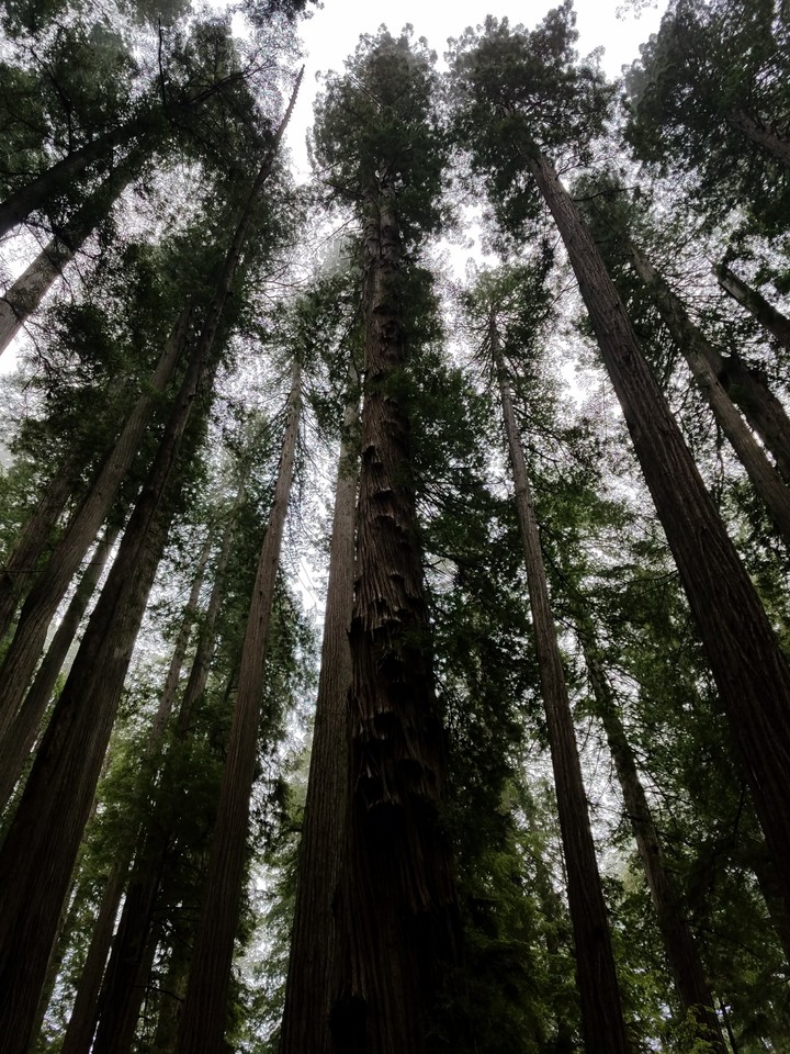 Redwoods