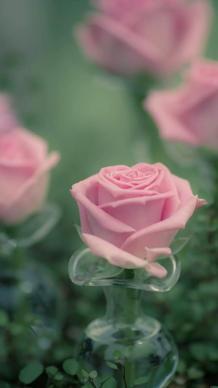 pink rose