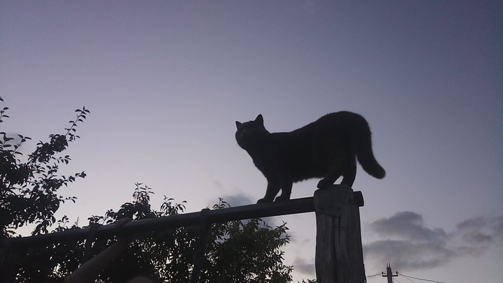 cat in the dark