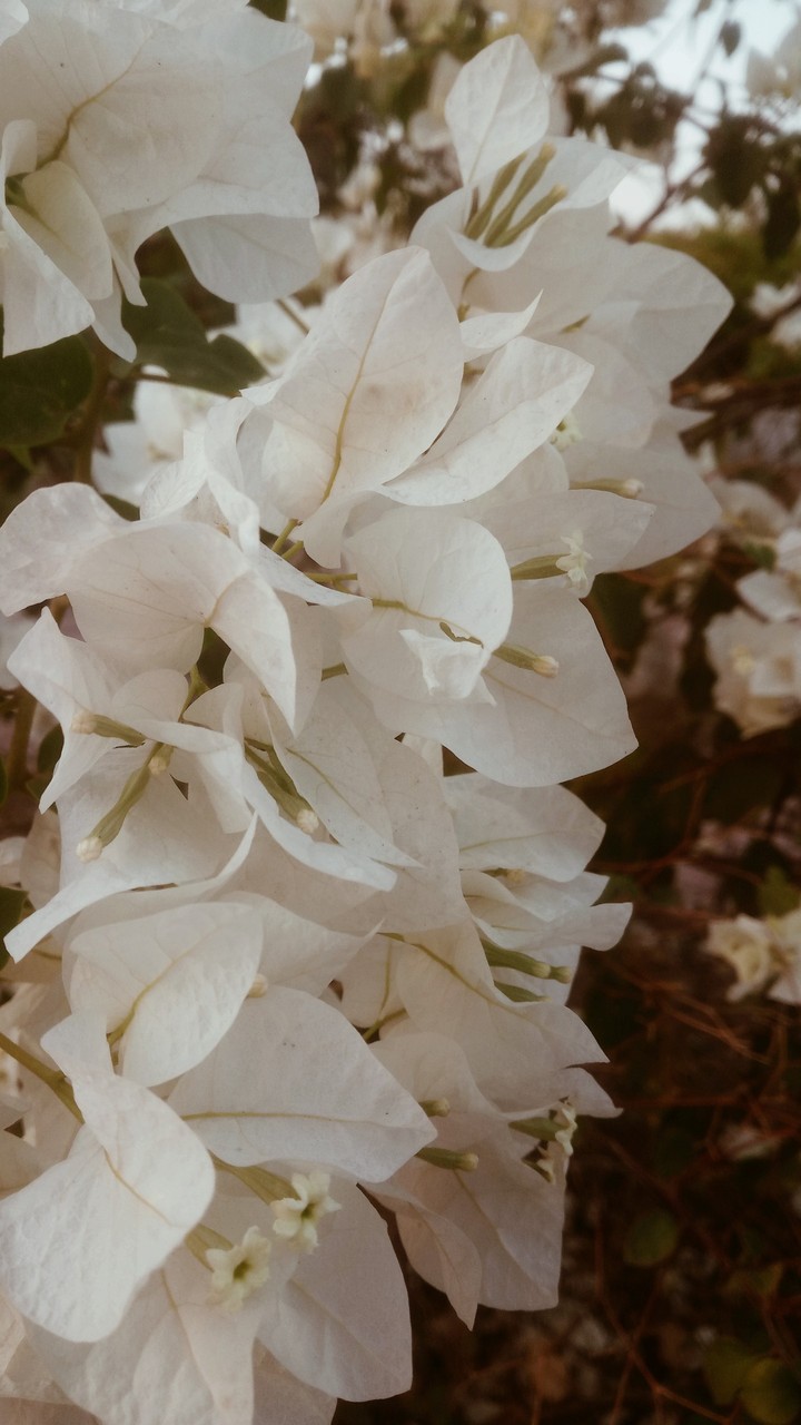 Flowers
