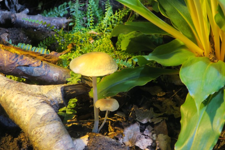 champignons