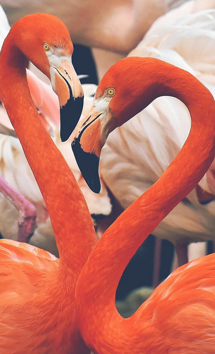 flamingo