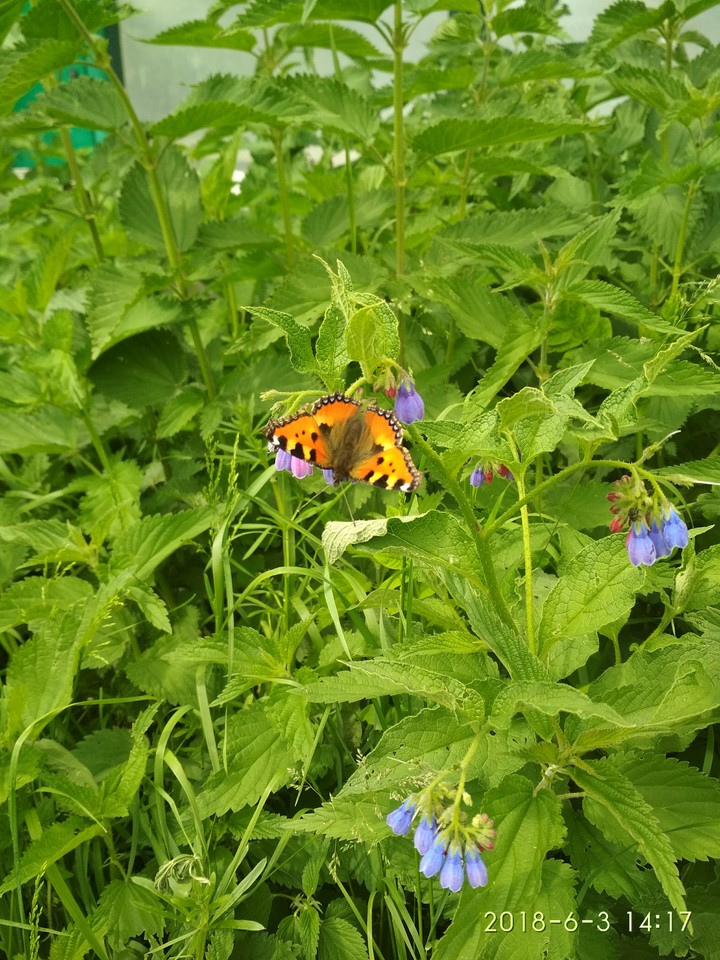 Colorful butterfly