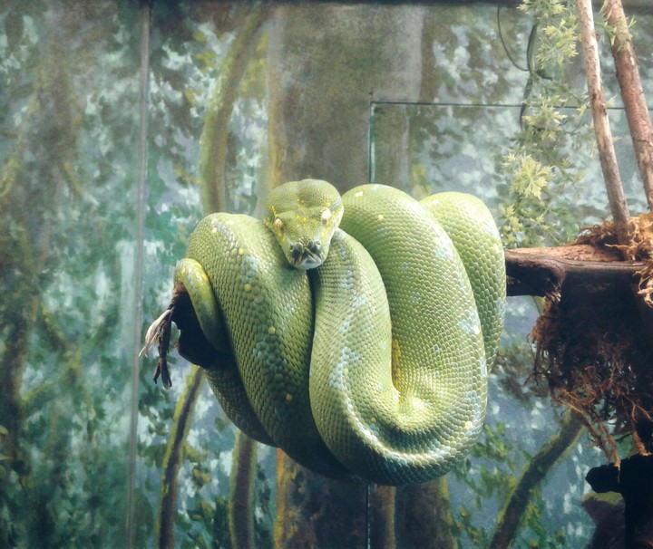 Green snake