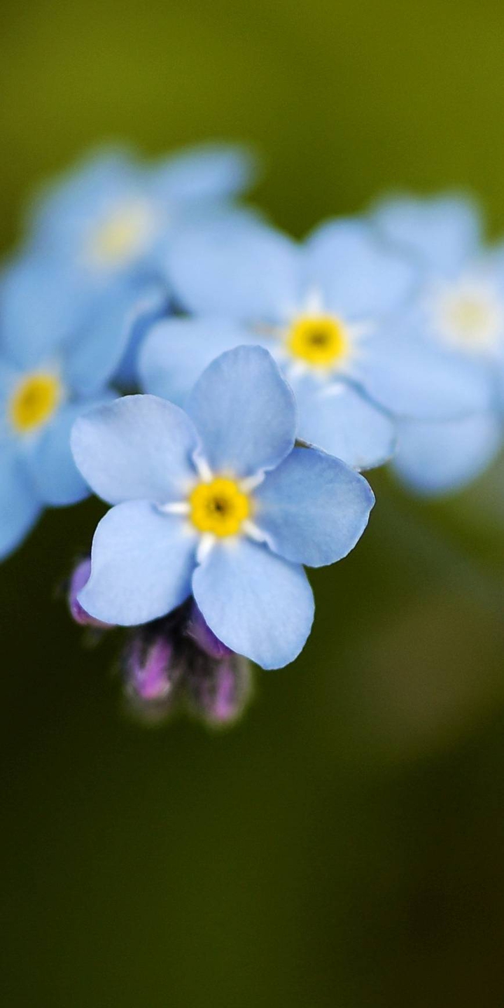 blue Lily's