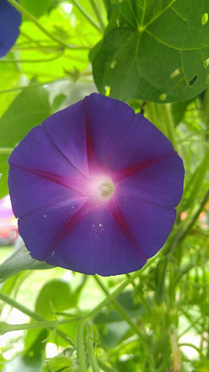 purple morning glory
