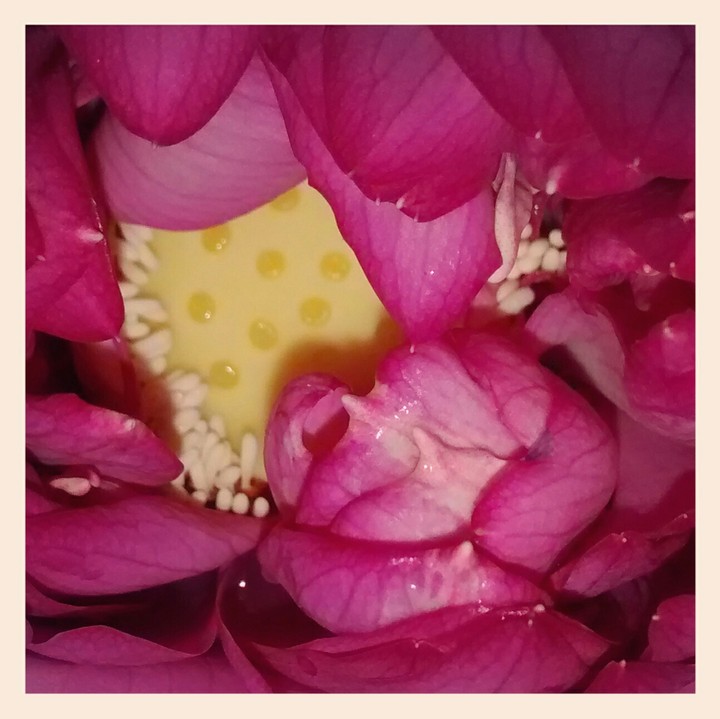 lotus