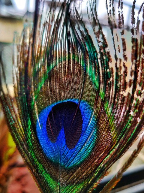 FEATHER