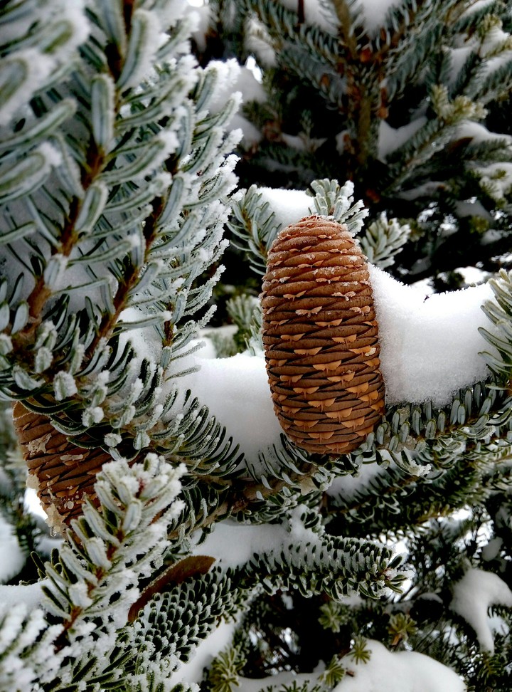winter