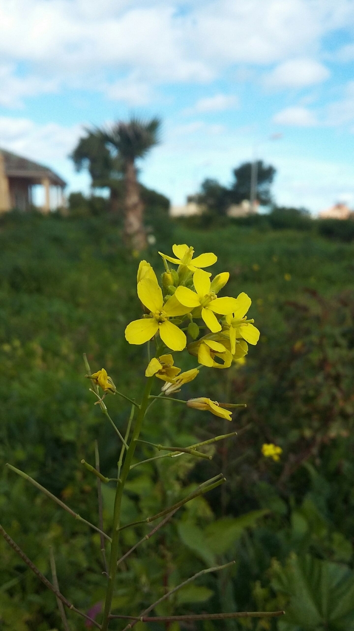 jaune
