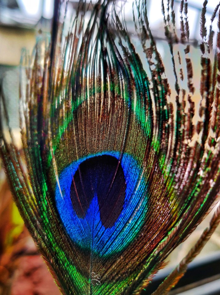 FEATHER