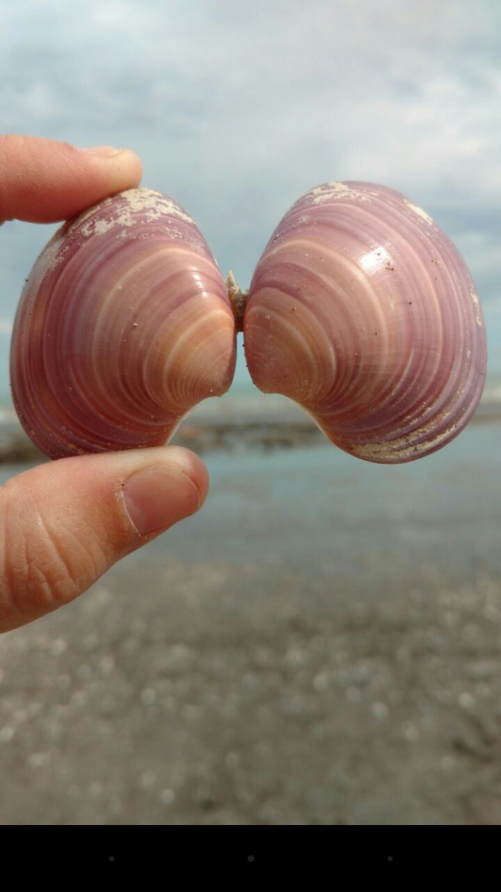 Conchas