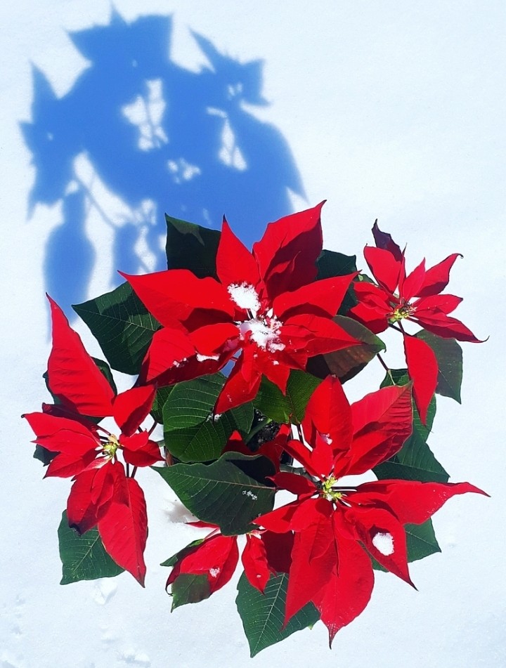red ... sunny winter day ... inspiration