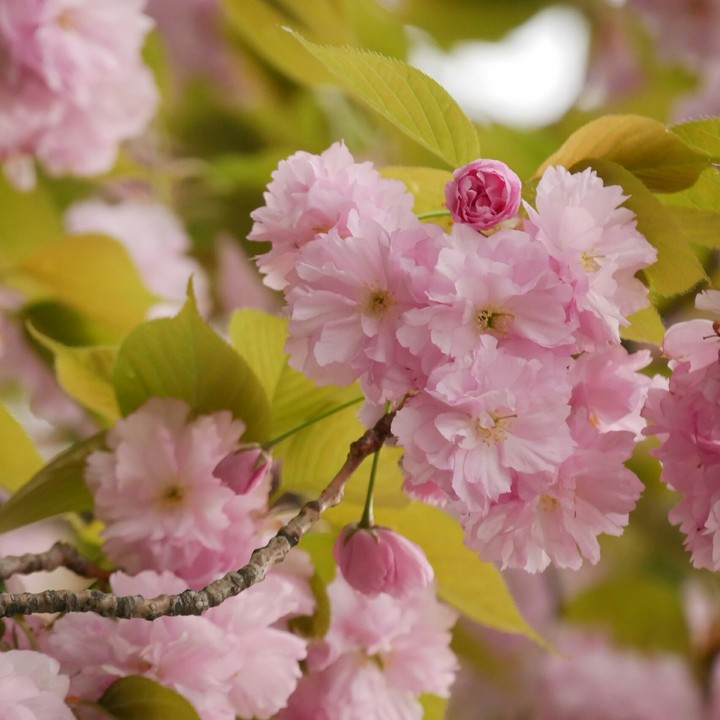 double cherry blossoms