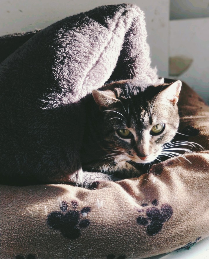 Lince