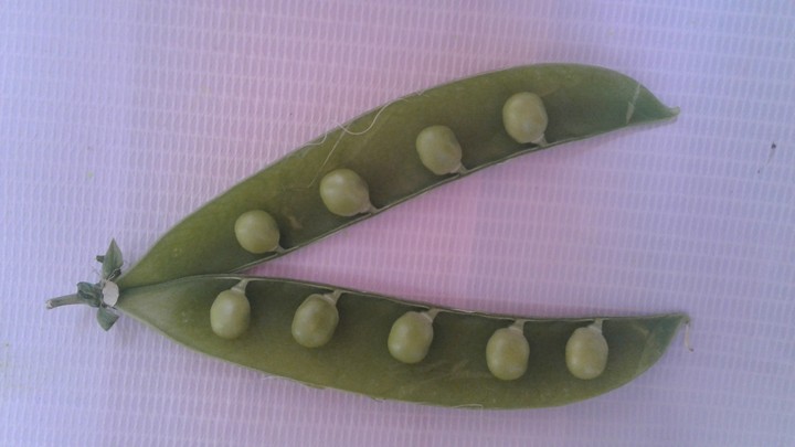 pea