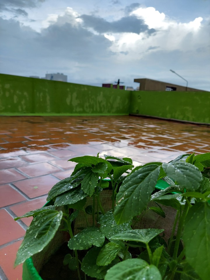 Rain