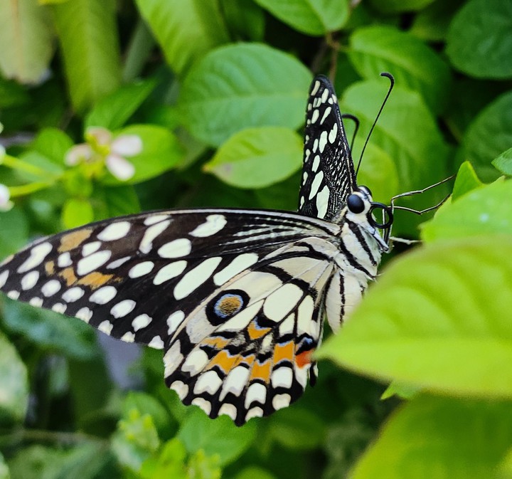 butterfly