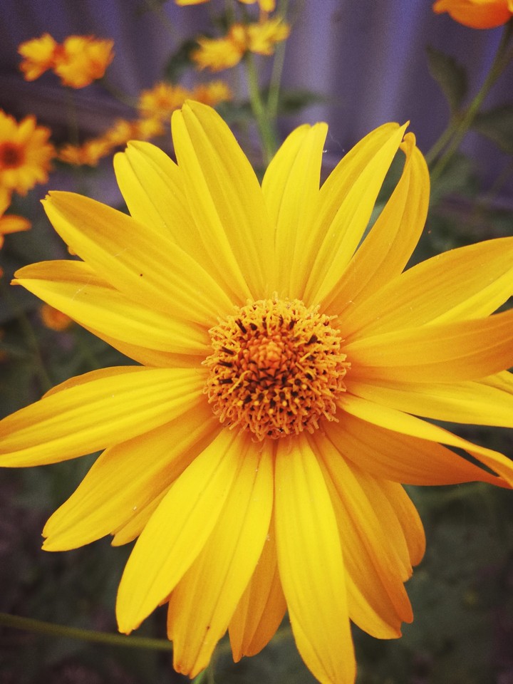 An ordinary flower, like all people