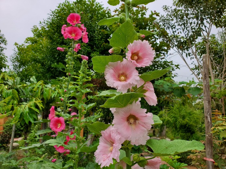 Hollyhock