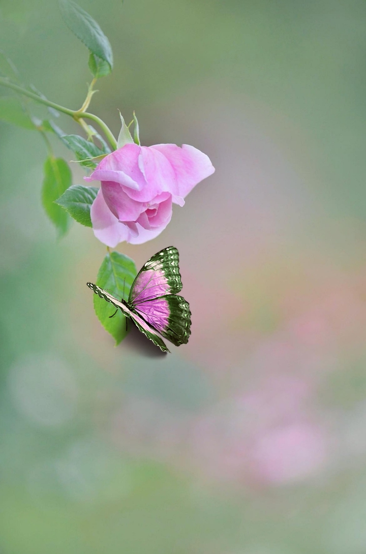Rose & Butterfly
