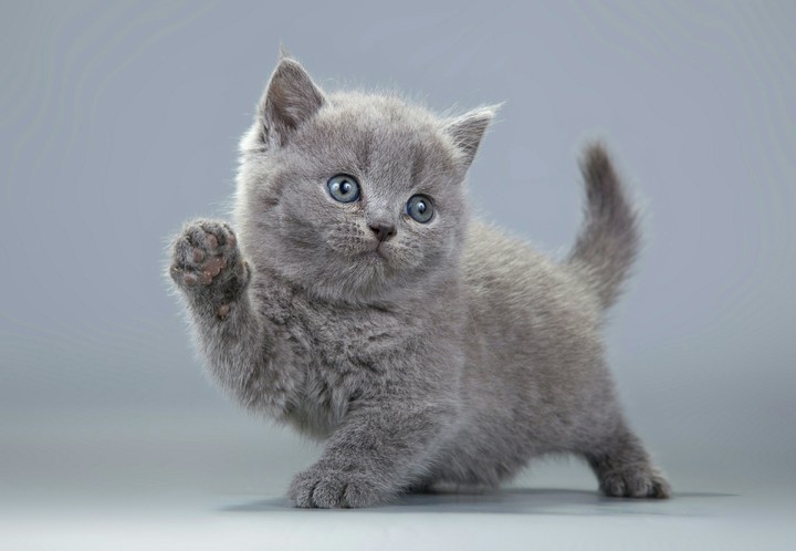 kitten