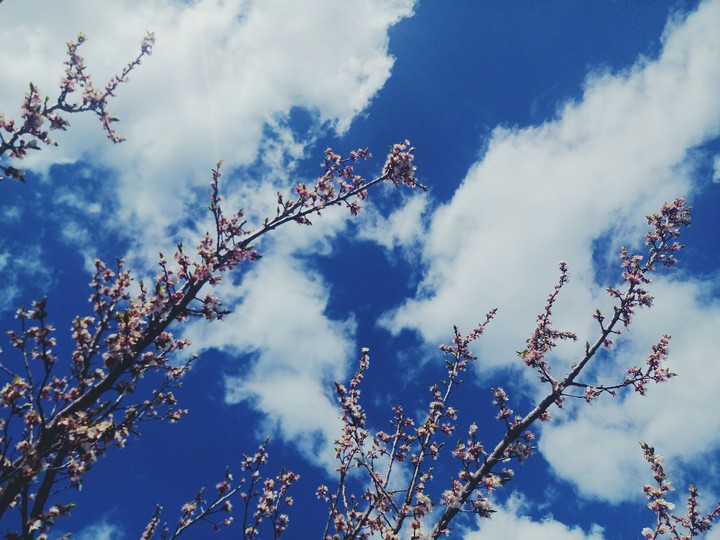 Spring sky