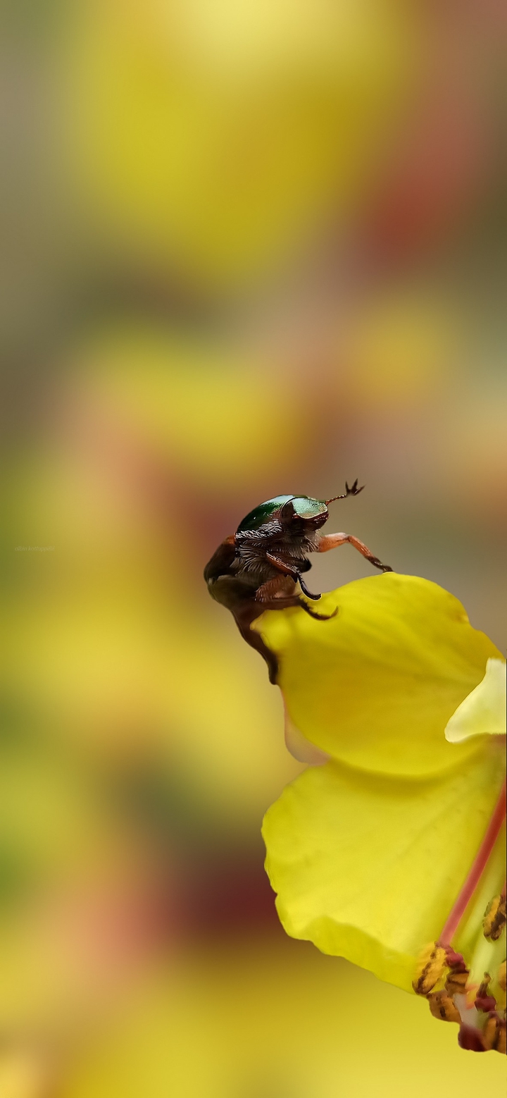 King of Insect