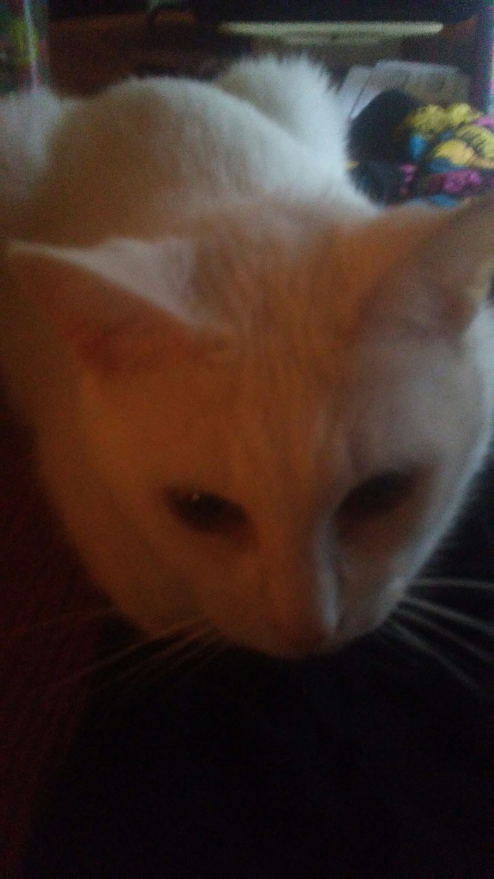 my cat