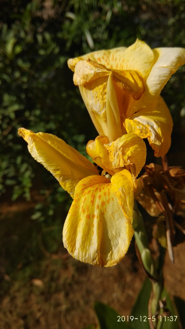 petals