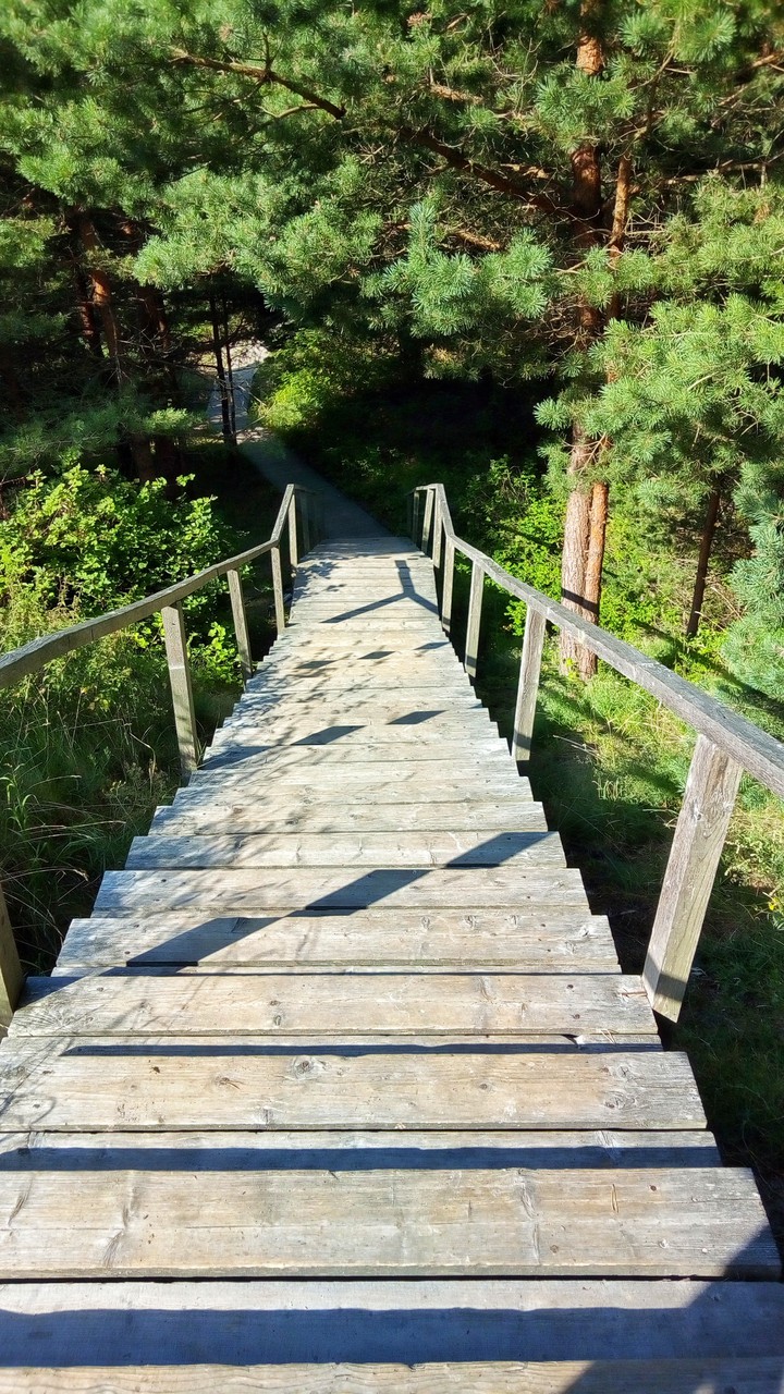 Stairs in the woods