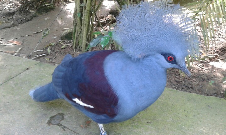 oiseau bleu
