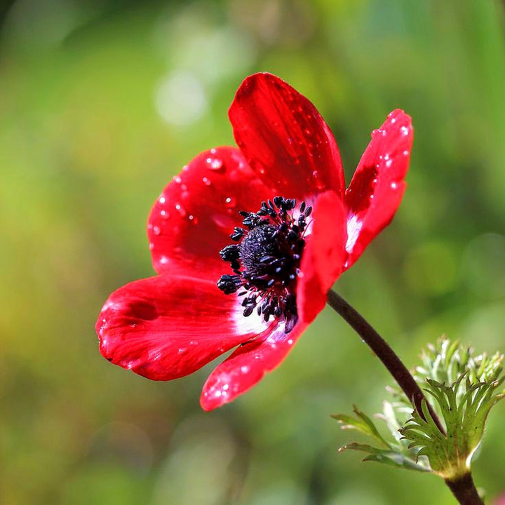 Un anemone rosso...