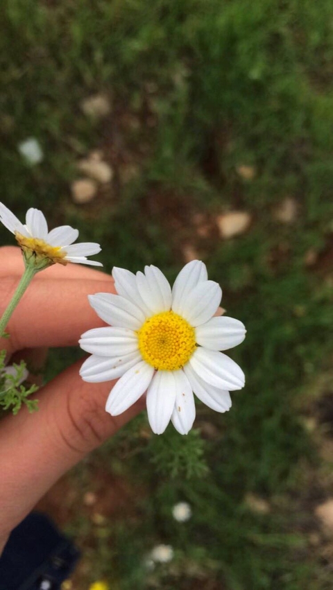 flower, White壁紙