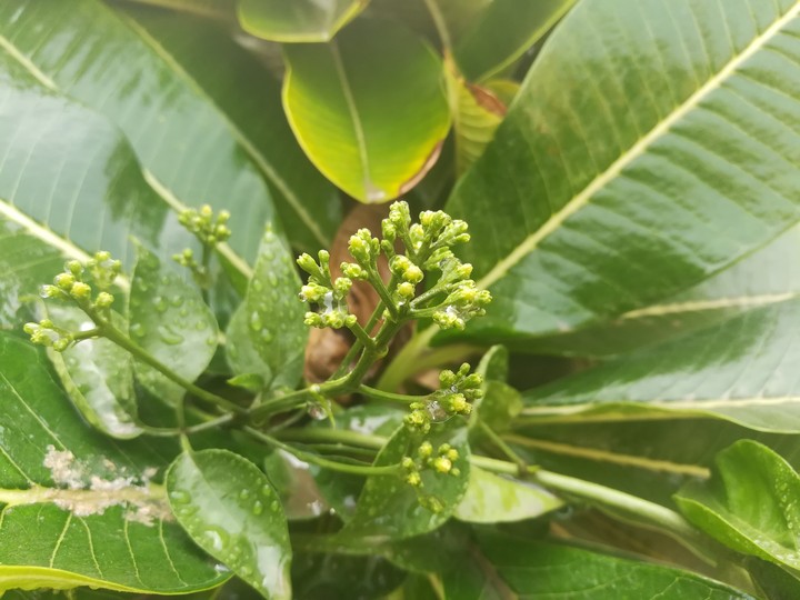 MY home flowers leave