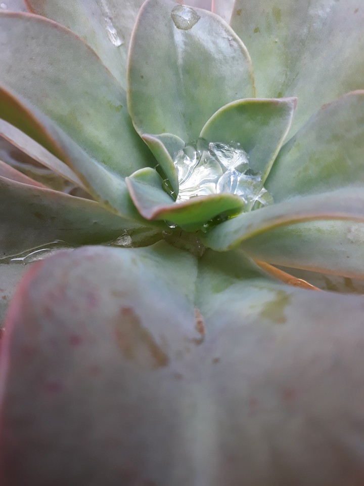 Water drop on a plant