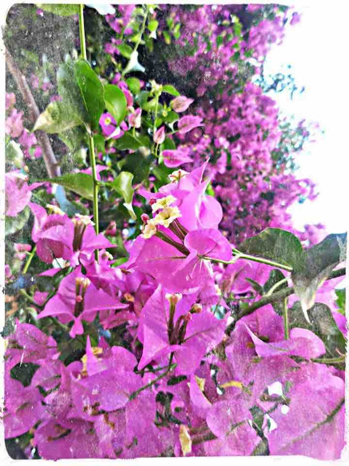 pink