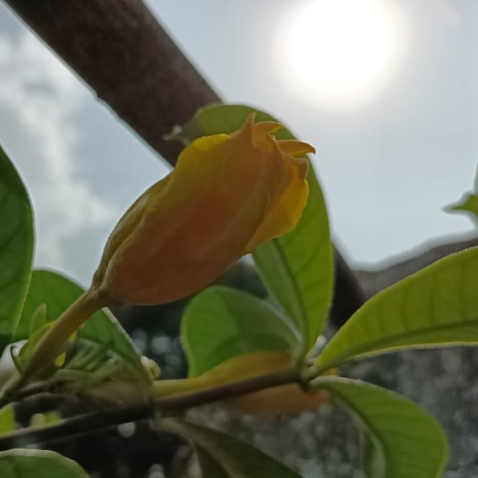 flowers kiss sun
