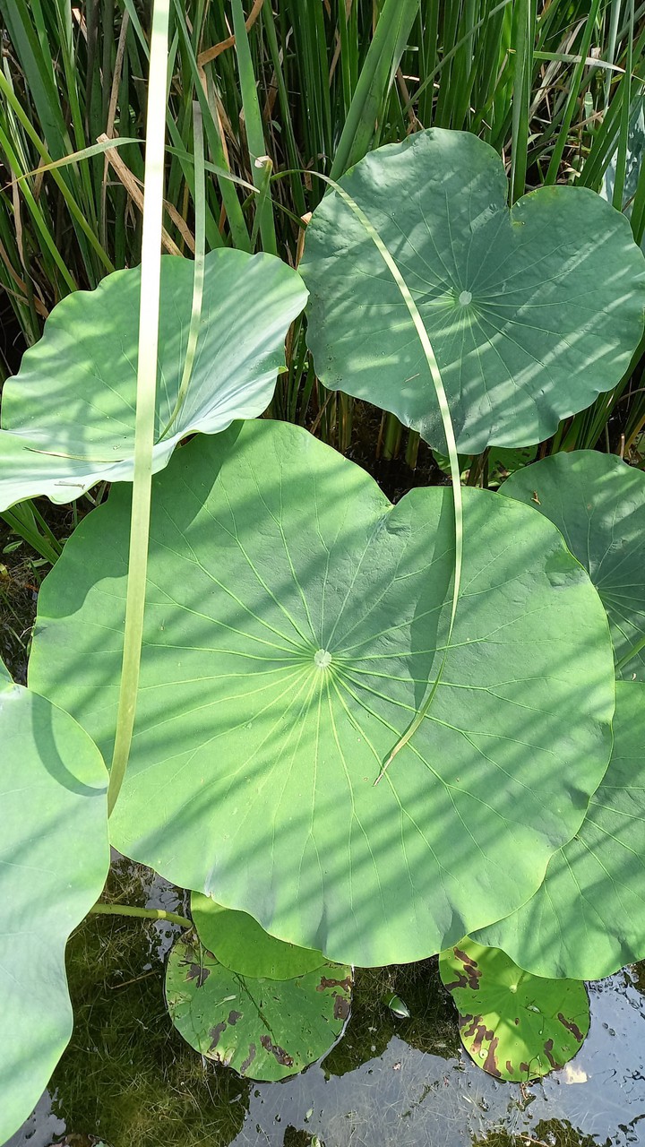 lotus leaf