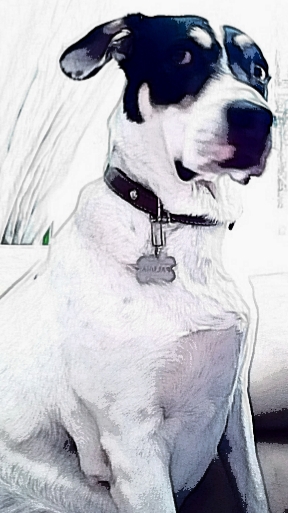 Perros Hermosos