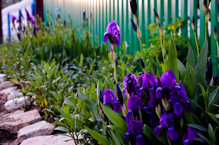 flowers