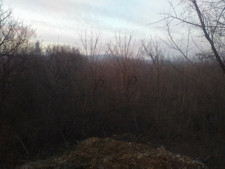sky and tress