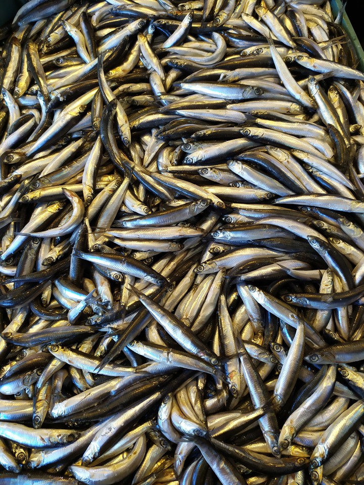 fish